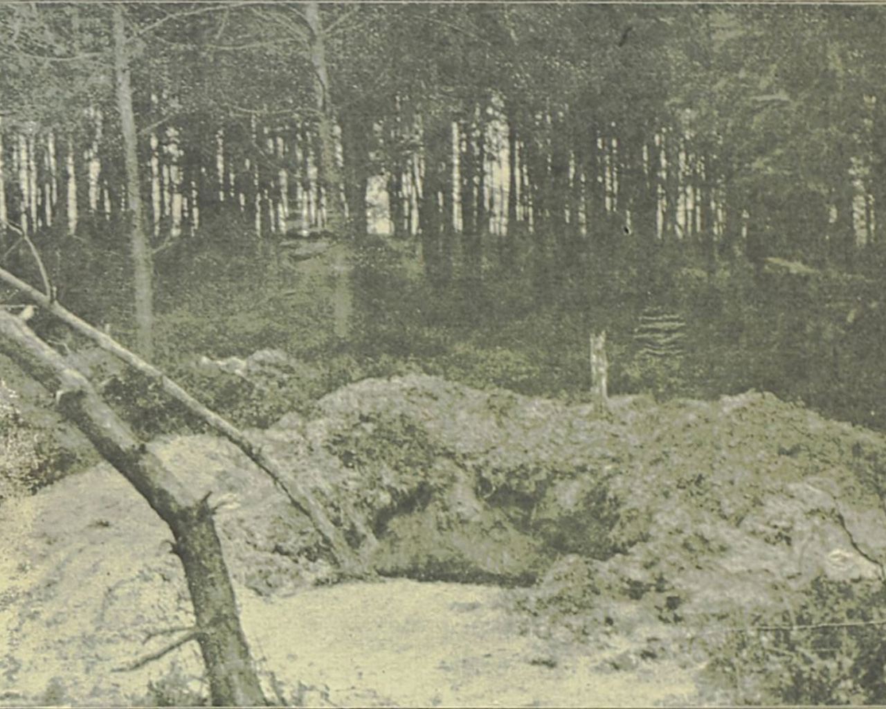 Dioblina – przeklęta tylko w legendzie?